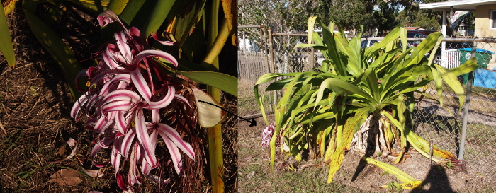 [Two photos spliced together. The left photo is close view of the blooms. Each flower has many very long petals and each petal is pale pink with a magenta center stripe. The petals of each bloom curl into each other. The right photo is the entire plant. The leaves are extremely long and the plant is upwards of four to five feet tall and approximately six feet wide.]